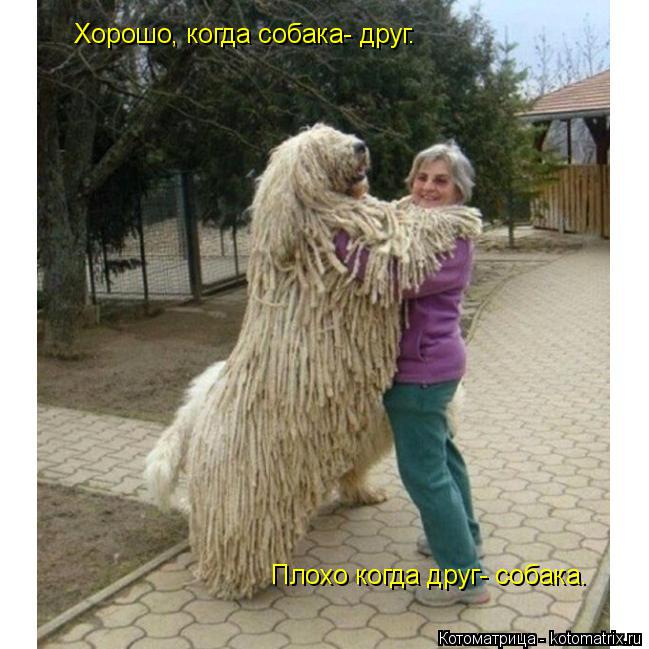 Хорошо, когда собака- друг. Плохо когда друг- собака.... Котоматрица: Хорошо, когда собака- друг. Плохо когда друг- собака.