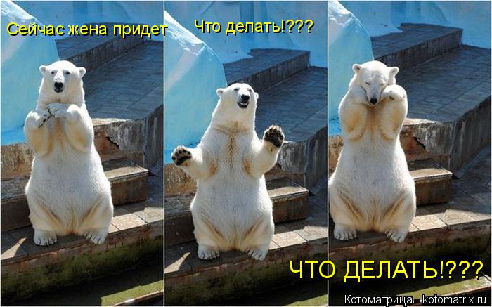 Котоматрица: Сейчас жена придет Что делать!??? ЧТО ДЕЛАТЬ!???