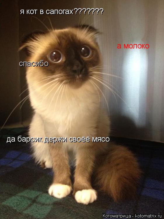я кот в сапогах??????? да барсик держи своёё мясо спасибо а молоко... Котоматрица: я кот в сапогах??????? да барсик держи своёё мясо спасибо а молоко