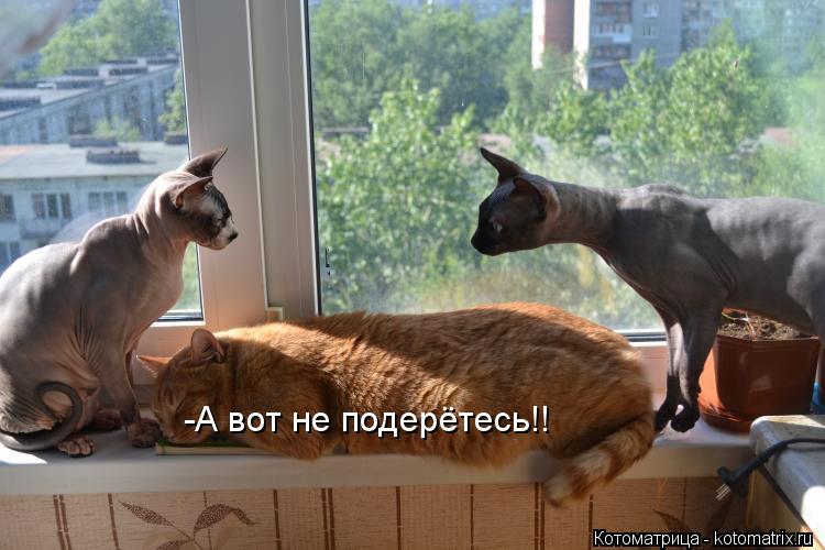 -А вот не подерётесь!!... Котоматрица: -А вот не подерётесь!!