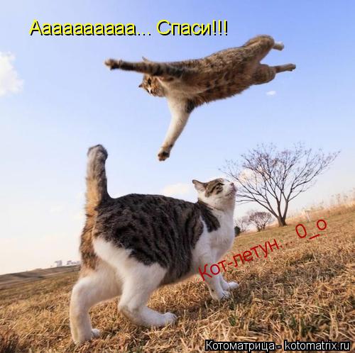 Кот-летун... 0_о Аааааааааа... Спаси!!!... Котоматрица: Кот-летун... 0_о Аааааааааа... Спаси!!!