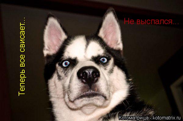 Не выспался... Теперь все свисает...... Котоматрица: Не выспался... Теперь все свисает...