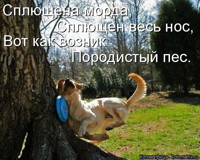 Сплющена морда, Сплющен весь нос, Вот как возник Породистый пес.... Котоматрица: Сплющена морда, Сплющен весь нос, Вот как возник Породистый пес.