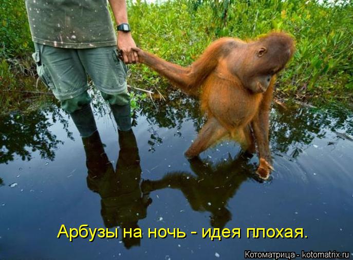 Котоматрица: Арбузы на ночь - идея плохая.