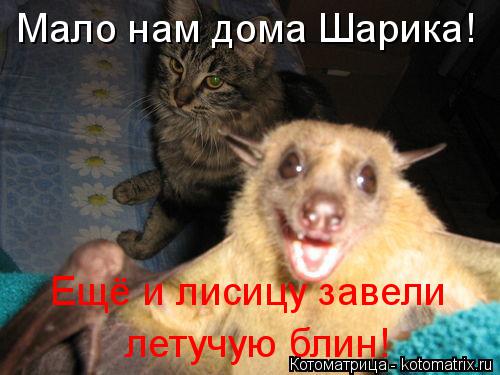 Мало нам дома Шарика! Ещё и лисицу завели летучую блин!... Котоматрица: Мало нам дома Шарика! Ещё и лисицу завели летучую блин!