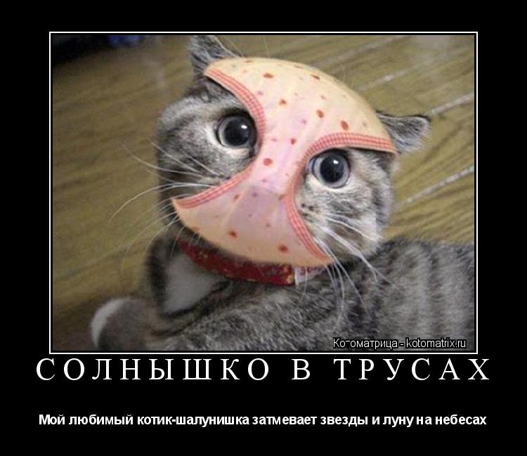 Котоматрица: СОЛНЫШКО В ТРУСАХ Мой любимый котик-шалунишка затмевает звезды и луну на небесах