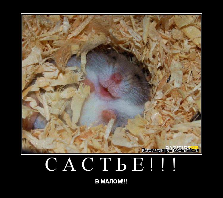 Котоматрица: САСТЬЕ!!! В МАЛОМ!!!