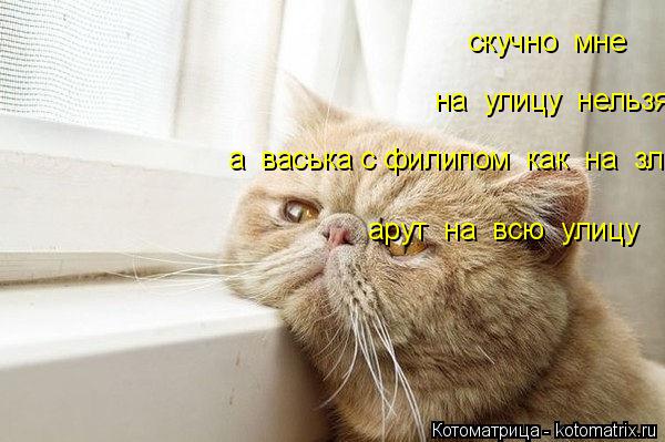 скучно мне на улицу нельзя а васька с филипом как на зло арут на всю улицу... Котоматрица: скучно мне на улицу нельзя а васька с филипом как на зло арут на всю улицу