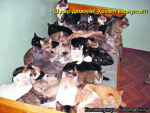 - Шухер дамочки! Хозяин вернулся!!!... Котоматрица: - Шухер дамочки! Хозяин вернулся!!!