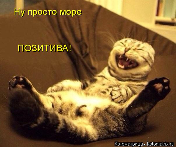 Котоматрица: Ну просто море  ПОЗИТИВА!