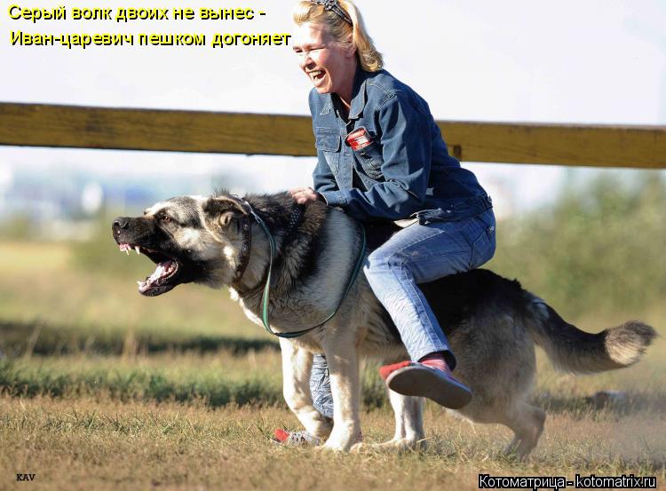 Серый волк двоих не вынес - Иван-царевич пешком догоняет... Котоматрица: Серый волк двоих не вынес - Иван-царевич пешком догоняет