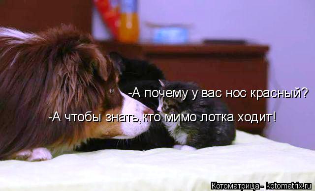 -А почему у вас нос красный? -А чтобы знать,кто мимо лотка ходит!... Котоматрица: -А почему у вас нос красный? -А чтобы знать,кто мимо лотка ходит!