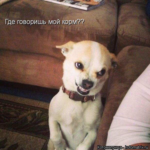 Котоматрица: Где говоришь мой корм??