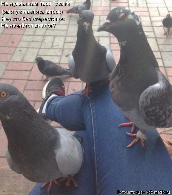 Котоматрица: Не нужны нам твои "семки", (ими уж наелись впрок) Неужто без стереотипов Не начнётся диалог?