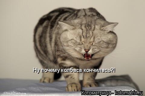 Котоматрица: Ну почему колбаса кончилась?!