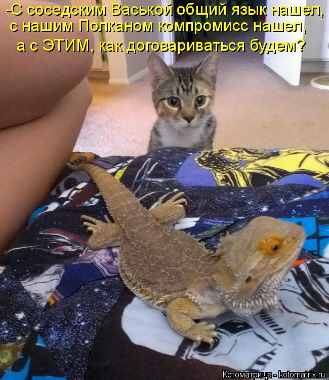 -С соседским Васькой общий язык нашел, с нашим Полканом компромисс нашел, а с ЭТИМ, как договариватьс... Котоматрица: -С соседским Васькой общий язык нашел, с нашим Полканом компромисс нашел, а с ЭТИМ, как договариваться будем?
