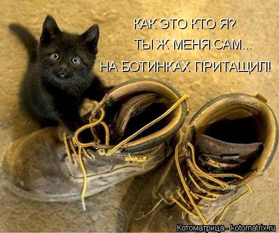 Котоматрица: КАК ЭТО КТО Я? ТЫ Ж МЕНЯ САМ... НА БОТИНКАХ ПРИТАЩИЛ!