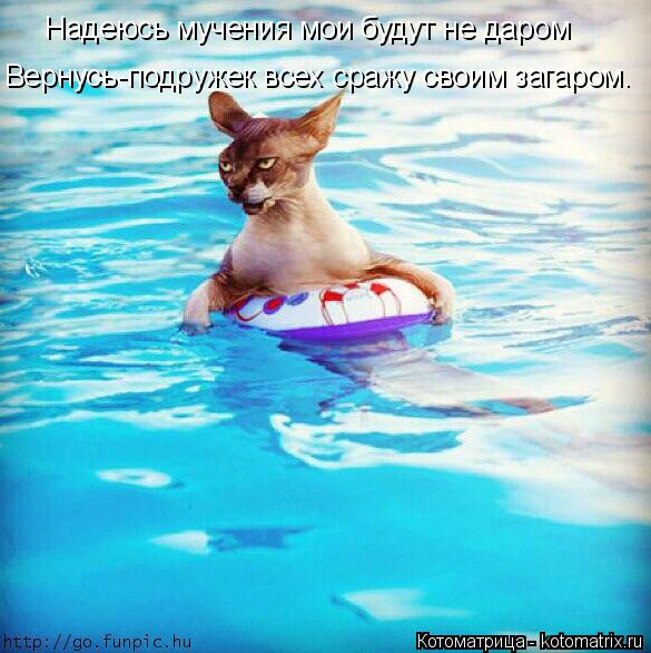 Котоматрица: Надеюсь мучения мои будут не даром  Вернусь-подружек всех сражу своим загаром.