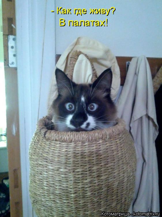 - Как где живу? В палатах!... Котоматрица: - Как где живу? В палатах!