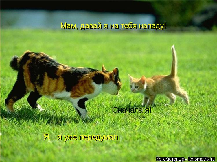 Котоматрица: Мам, давай я на тебя нападу! Сначала я! Я... я уже передумал