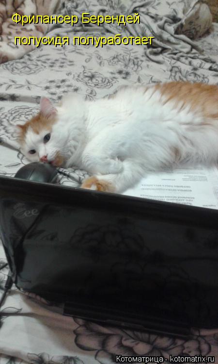 Котоматрица: Фрилансер Берендей полусидя полуработает
