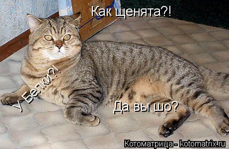 Как щенята?! У Белки?! Да вы шо?... Котоматрица: Как щенята?! У Белки?! Да вы шо?