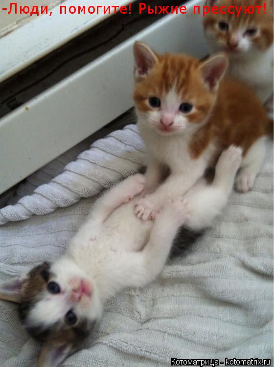 Котоматрица: -Люди, помогите! Рыжие прессуют!
