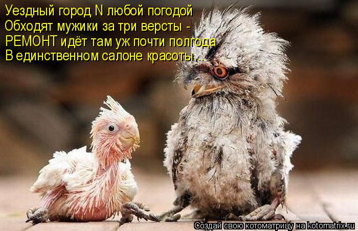 Уездный город N любой погодой Обходят мужики за три версты - РЕМОНТ идёт там уж почти полгода В единс... Котоматрица: Уездный город N любой погодой Обходят мужики за три версты - РЕМОНТ идёт там уж почти полгода В единственном салоне красоты...