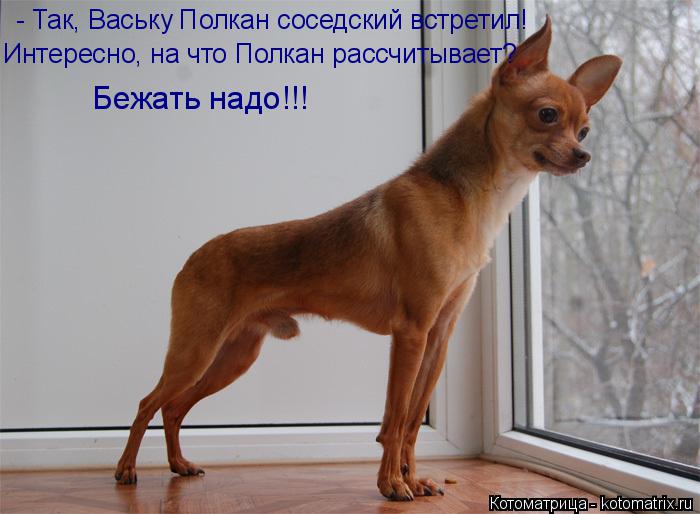 Котоматрица: - Так, Ваську Полкан соседский встретил! Бежать надо!!! Интересно, на что Полкан рассчитывает?