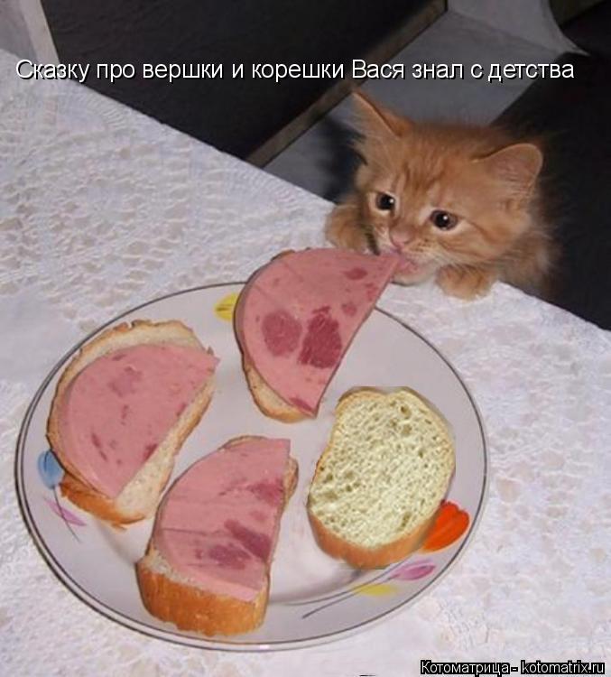 Сказку про вершки и корешки Вася знал с детства... Котоматрица: Сказку про вершки и корешки Вася знал с детства