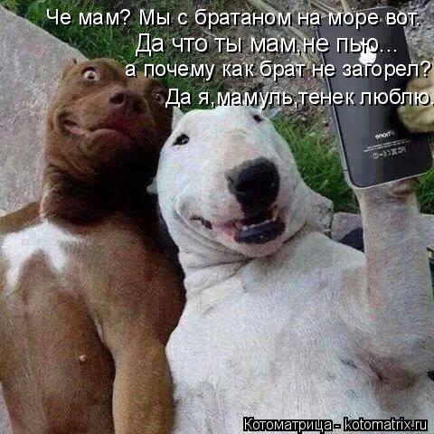 Котоматрица: Да я,мамуль,тенек люблю. Че мам? Мы с братаном на море вот. Да что ты мам,не пью... а почему как брат не загорел?