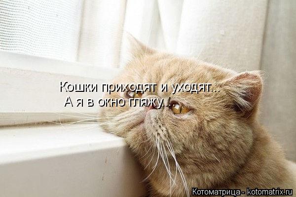 Котоматрица: Кошки приходят и уходят... А я в окно гляжу....
