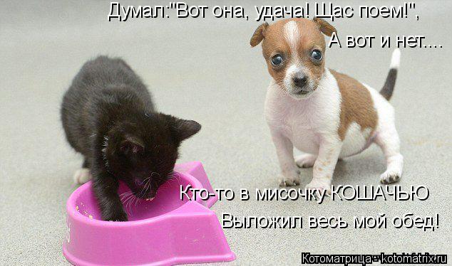 Котоматрица: Думал:"Вот она, удача! Щас поем!", А вот и нет.... Кто-то в мисочку КОШАЧЬЮ Выложил весь мой обед!
