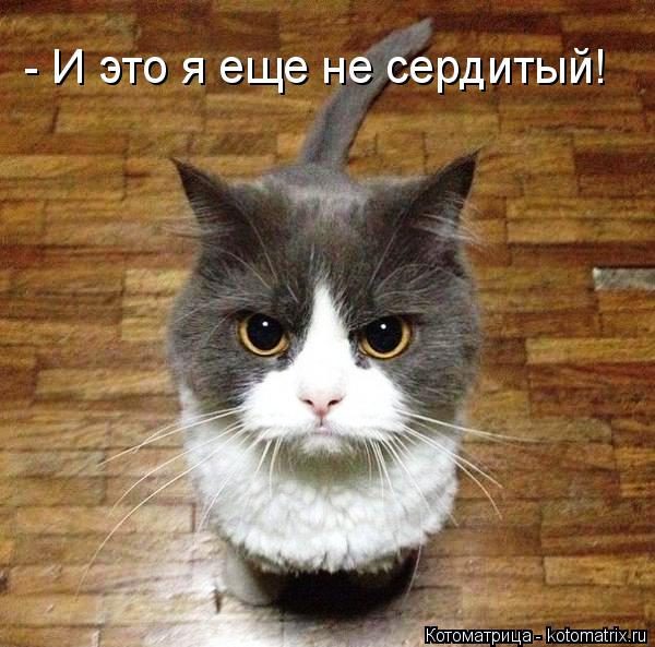 Котоматрица: - И это я еще не сердитый!