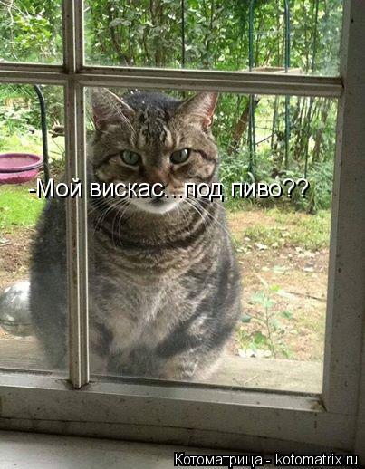 Котоматрица: -Мой вискас...под пиво??