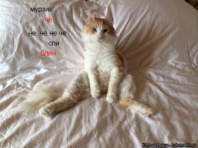 Котоматрица: мурзик чё не  чё не чё спи блин