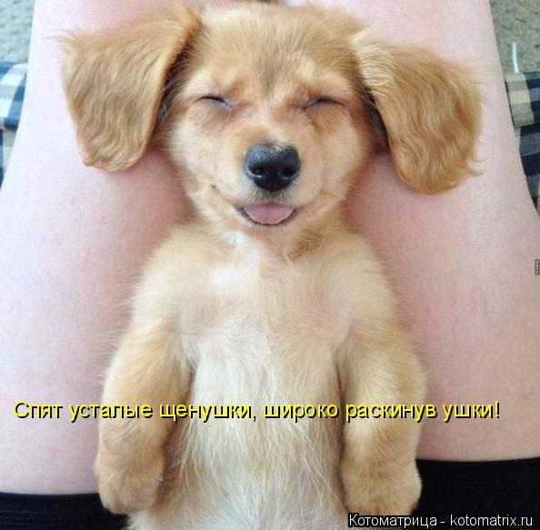 Котоматрица: Спят усталые щенушки, широко раскинув ушки!