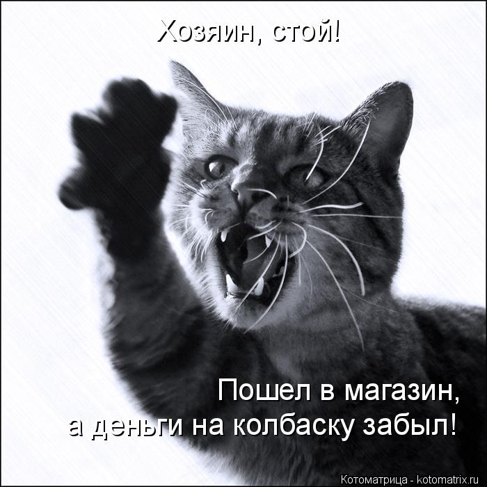 Котоматрица: Пошел в магазин, а деньги на колбаску забыл! Хозяин, стой!