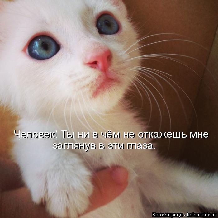 Человек! Ты ни в чём не откажешь мне заглянув в эти глаза.... Котоматрица: Человек! Ты ни в чём не откажешь мне заглянув в эти глаза.