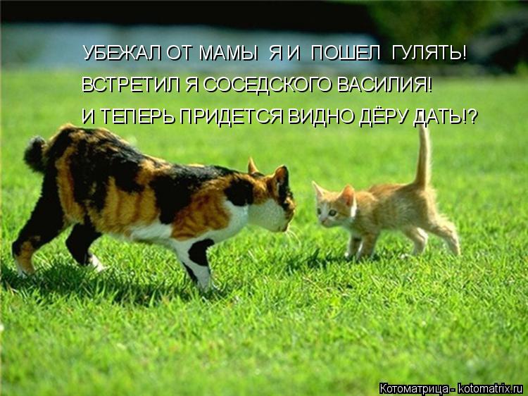 Котоматрица: ВСТРЕТИЛ Я СОСЕДСКОГО ВАСИЛИЯ! И ТЕПЕРЬ ПРИДЕТСЯ ВИДНО ДЁРУ ДАТЬ!? УБЕЖАЛ ОТ МАМЫ  Я И  ПОШЕЛ  ГУЛЯТЬ!