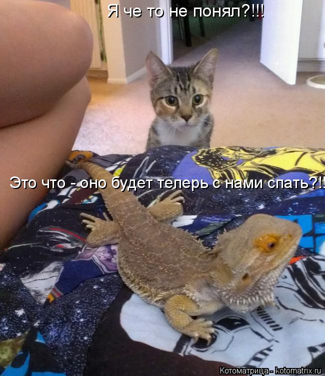 Я че то не понял?!!! Это что - оно будет теперь с нами спать?!!!... Котоматрица: Я че то не понял?!!! Это что - оно будет теперь с нами спать?!!!