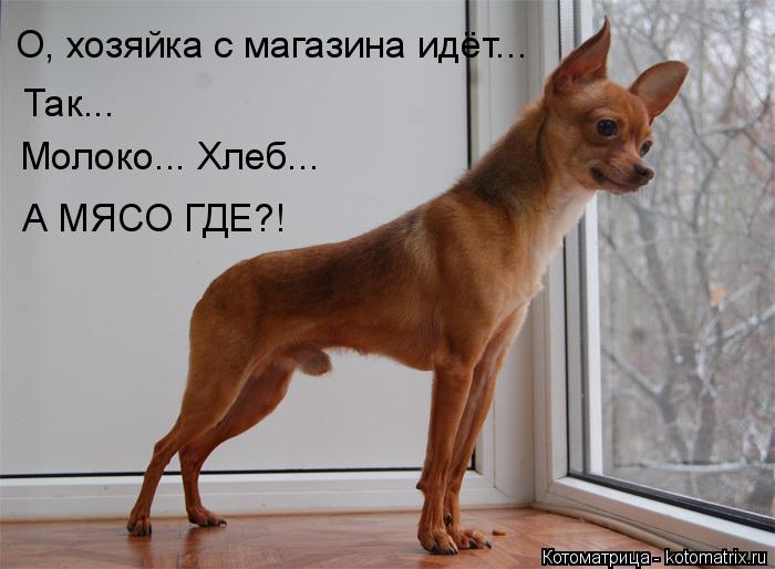 Котоматрица: О, хозяйка с магазина идёт... Так... Молоко... Хлеб...  А МЯСО ГДЕ?!