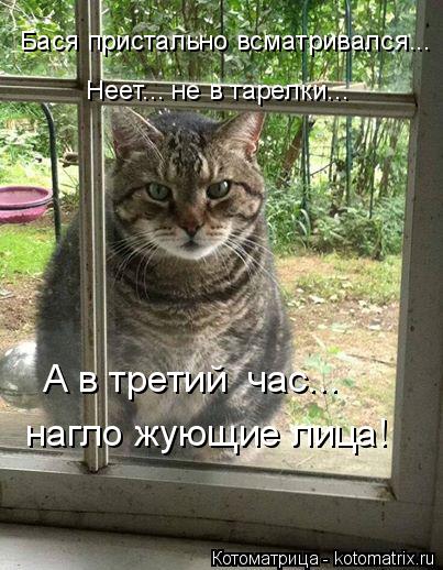 Котоматрица: Бася пристально всматривался... Неет... не в тарелки... А в третий  час... нагло жующие лица!