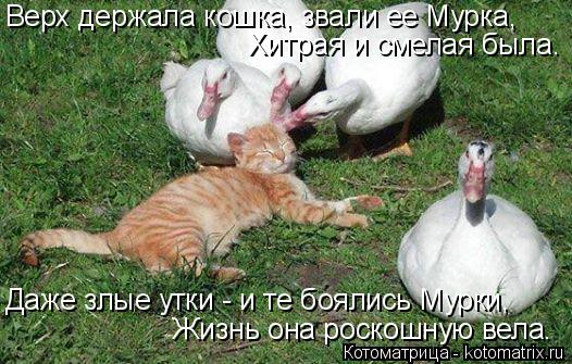 Верх держала кошка, звали ее Мурка, Хитрая и смелая была. Даже злые утки - и те боялись Мурки, Жизнь ... Котоматрица: Верх держала кошка, звали ее Мурка, Хитрая и смелая была. Даже злые утки - и те боялись Мурки, Жизнь она роскошную вела.