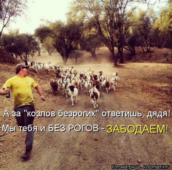 Котоматрица: А за "козлов безрогих" ответишь, дядя! Мы тебя и БЕЗ РОГОВ - ЗАБОДАЕМ!