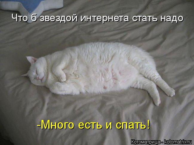 Котоматрица: Что б звездой интернета стать надо -Много есть и спать!