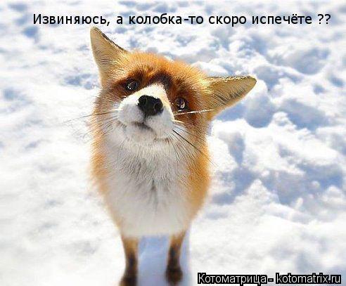 Извиняюсь, а колобка-то скоро испечёте ??... Котоматрица: Извиняюсь, а колобка-то скоро испечёте ??