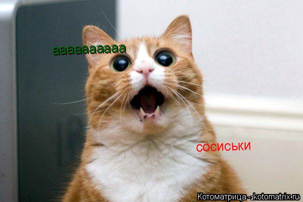 Котоматрица: аааааааааа сосиськи