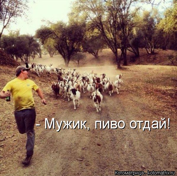 Котоматрица: - Мужик, пиво отдай!