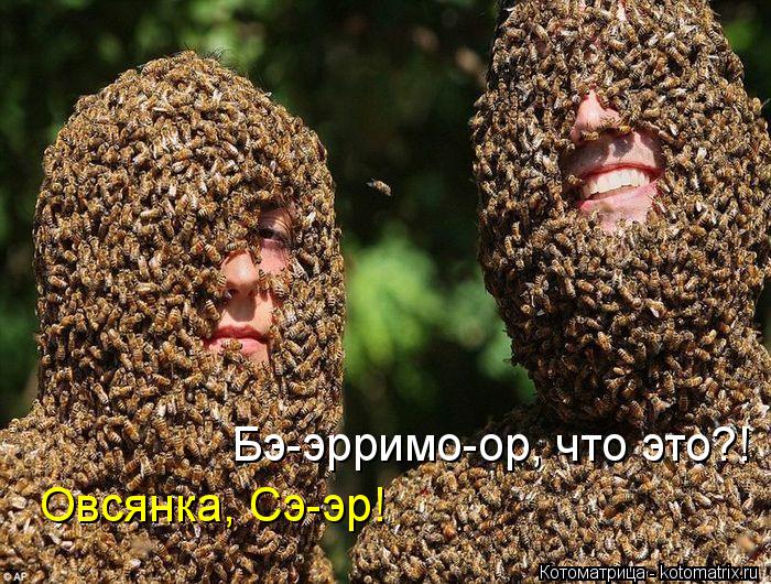 Котоматрица: Бэ-эрримо-ор, что это?! Овсянка, Сэ-эр!